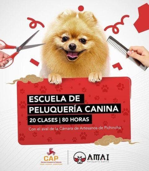peluquería de mascotas en quito