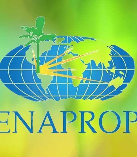 Productores de plátano del Ecuador - Fenaprope