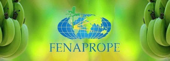 Productores de plátano del Ecuador - Fenaprope